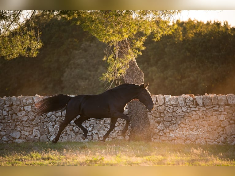 Murgese/caballo de las Murgues Semental 4 años 160 cm Negro in Noci
