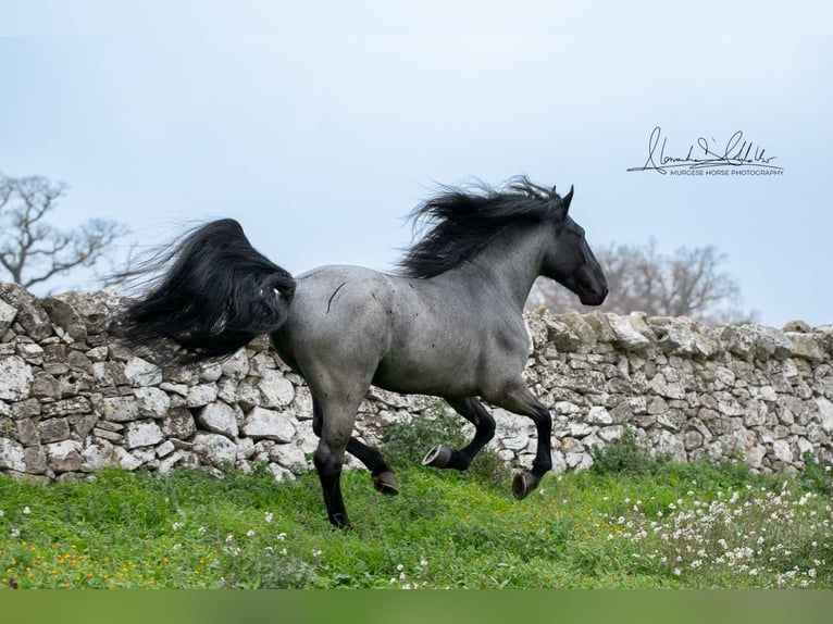 Murgese/caballo de las Murgues Semental 8 años 161 cm Ruano azulado in San Paolo