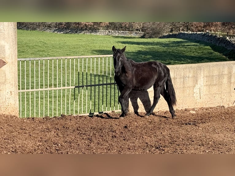 Murgese/caballo de las Murgues Yegua 1 año 160 cm Negro in Martina Franca