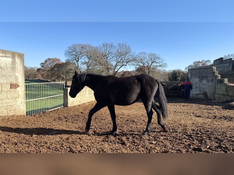 Murgese/caballo de las Murgues Yegua 1 año 160 cm Negro in Martina Franca