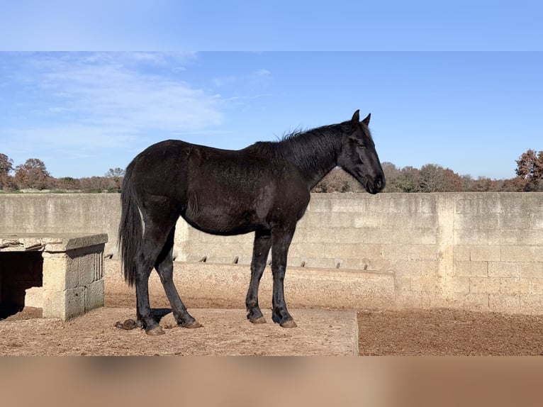 Murgese/caballo de las Murgues Yegua 1 año 160 cm Negro in Martina Franca