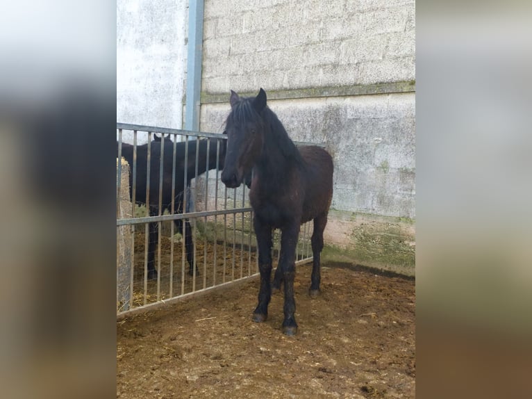 Murgese/caballo de las Murgues Yegua 1 año Negro in Martina Franca
