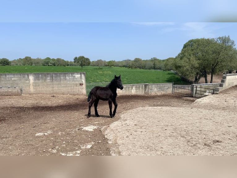 Murgese/caballo de las Murgues Yegua 1 año Negro in Martina Franca