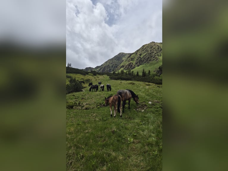 Murgese/caballo de las Murgues Yegua 1 año Ruano azulado in Tweng