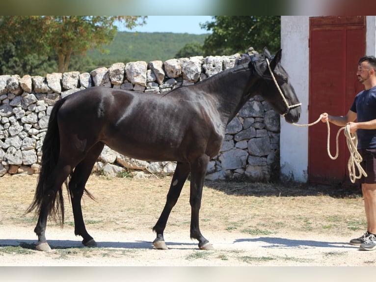 Murgese/caballo de las Murgues Yegua 2 años 160 cm Negro in Martina Franca