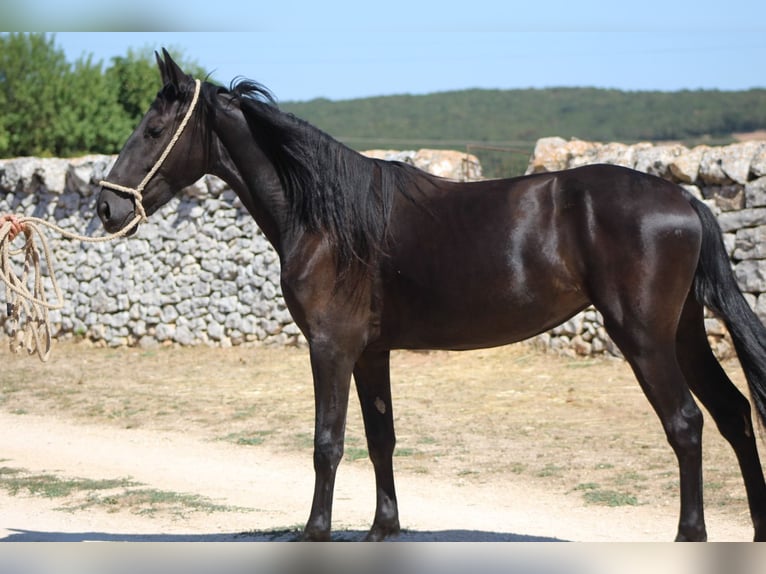 Murgese/caballo de las Murgues Yegua 2 años 160 cm Negro in Martina Franca