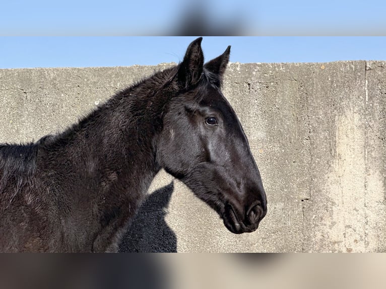 Murgese/caballo de las Murgues Yegua 2 años 160 cm Negro in Martina Franca