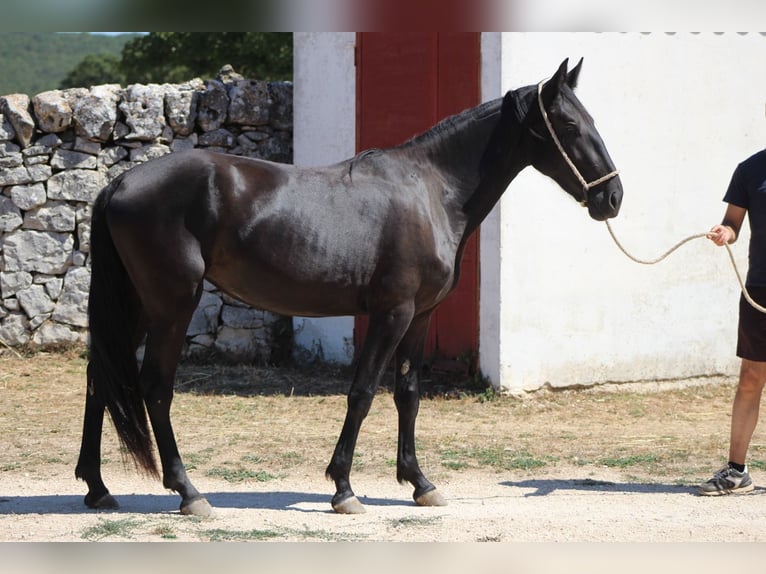 Murgese/caballo de las Murgues Yegua 2 años 160 cm Negro in Martina Franca