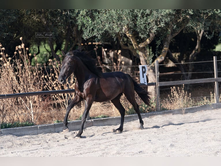 Murgese/caballo de las Murgues Yegua 2 años 160 cm Negro in Martina Franca