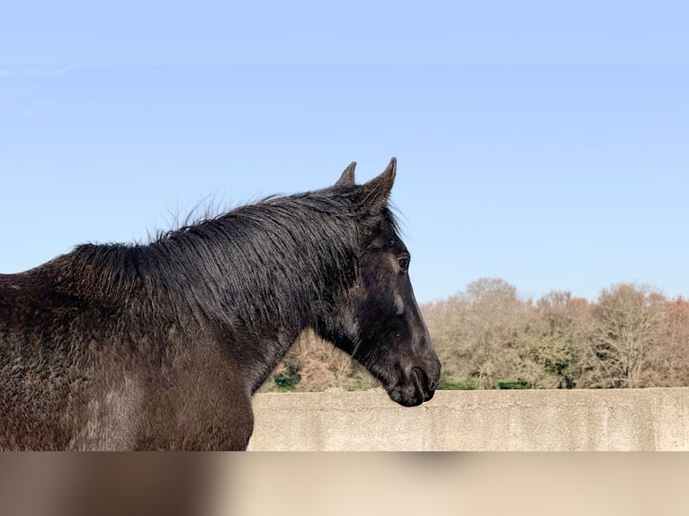 Murgese/caballo de las Murgues Yegua 2 años 160 cm Negro in Martina Franca