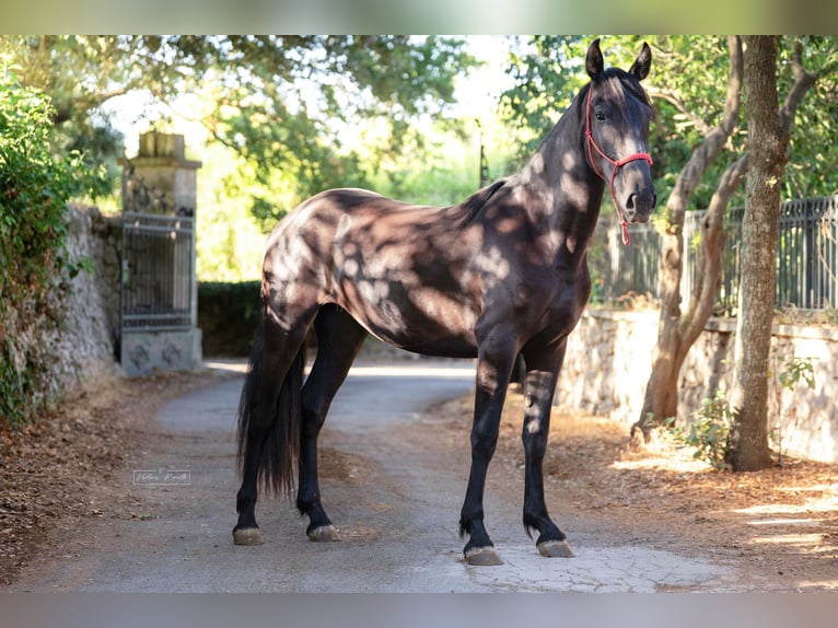 Murgese/caballo de las Murgues Yegua 2 años 160 cm Negro in Martina Franca