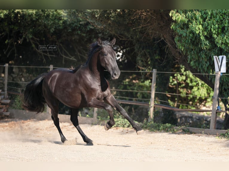 Murgese/caballo de las Murgues Yegua 2 años 160 cm Negro in Martina Franca