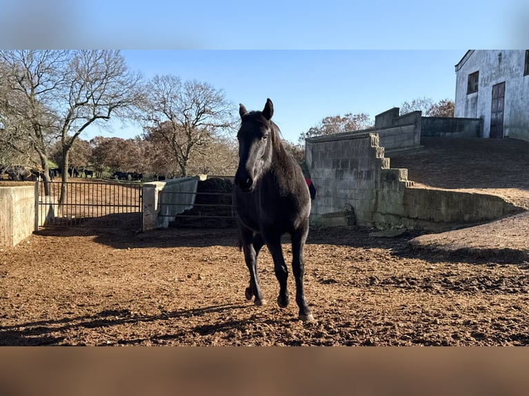 Murgese/caballo de las Murgues Yegua 2 años 160 cm Negro in Martina Franca