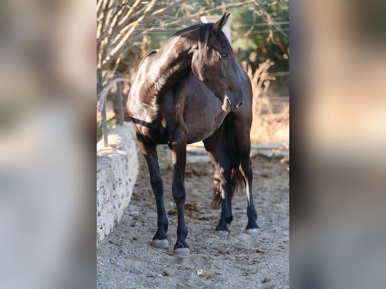 Murgese/caballo de las Murgues Yegua 2 años 160 cm Negro in Martina Franca