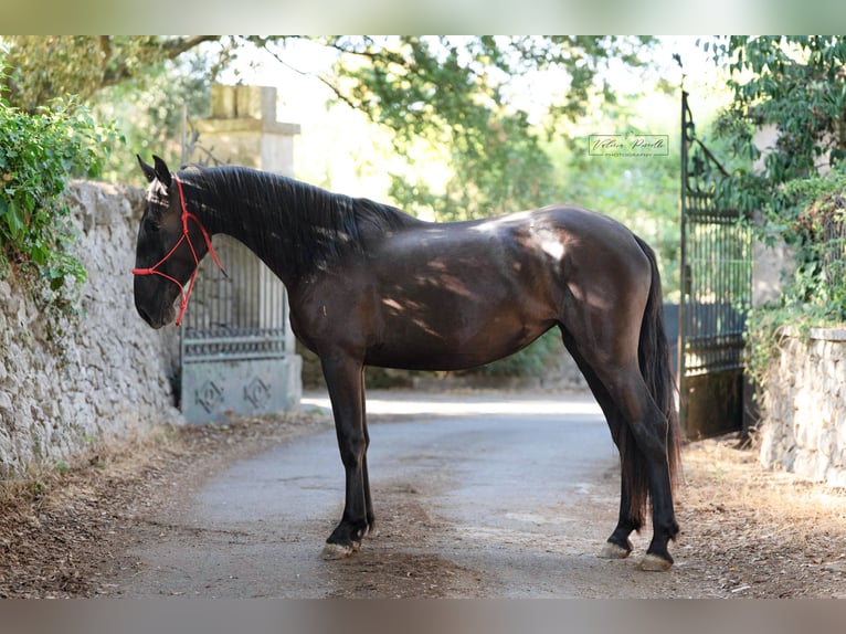 Murgese/caballo de las Murgues Yegua 2 años 160 cm Negro in Martina Franca