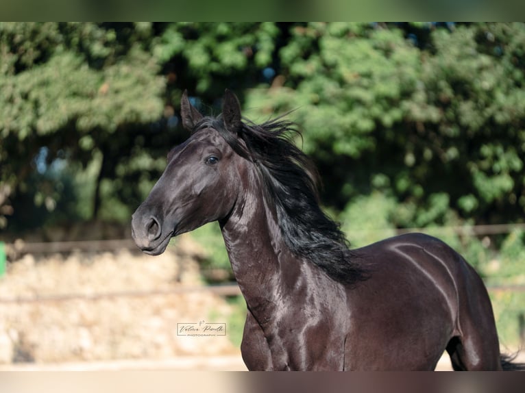 Murgese/caballo de las Murgues Yegua 2 años 160 cm Negro in Martina Franca