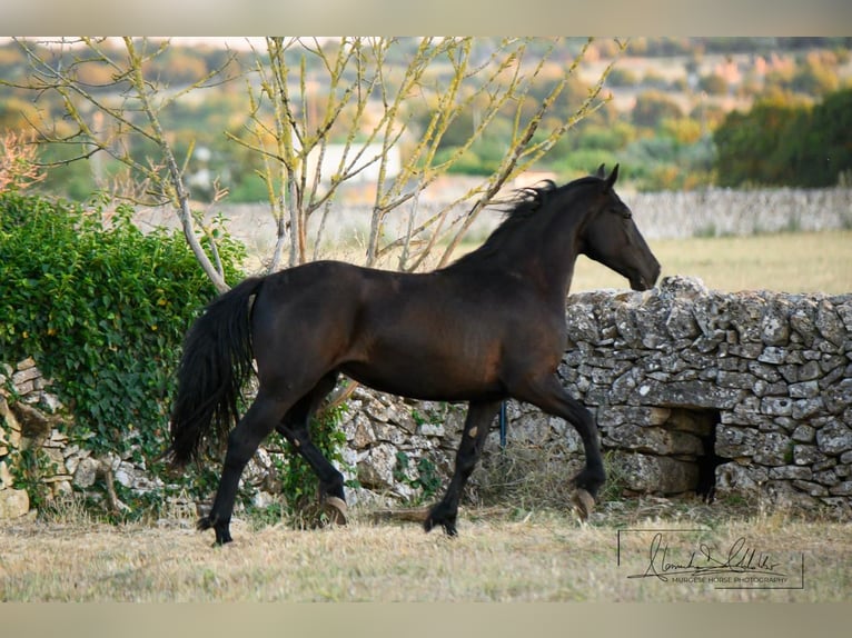Murgese/caballo de las Murgues Yegua 2 años 162 cm Negro in Noci