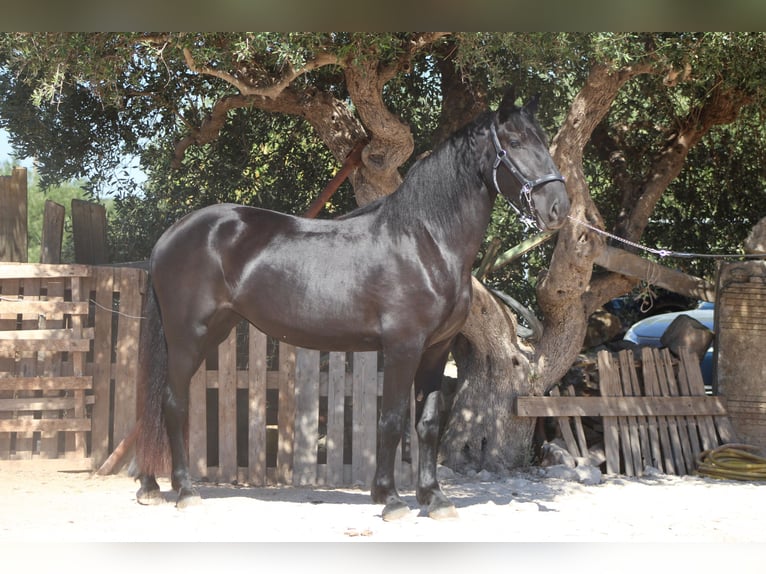 Murgese/caballo de las Murgues Yegua 2 años 163 cm Negro in Martina Franca