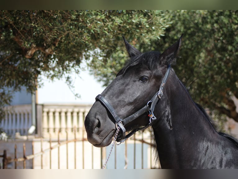 Murgese/caballo de las Murgues Yegua 2 años 163 cm Negro in Martina Franca