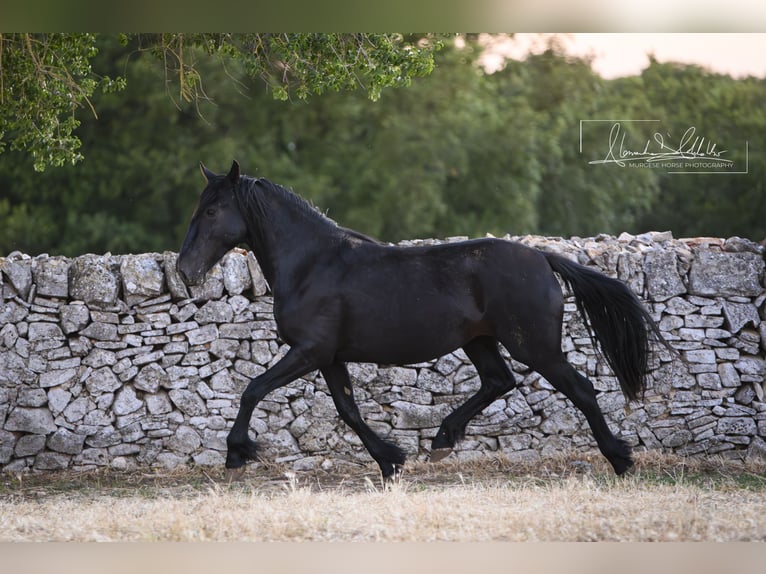 Murgese/caballo de las Murgues Yegua 2 años Negro in Noci