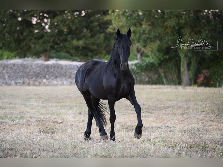 Murgese/caballo de las Murgues Yegua 2 años Negro in Noci