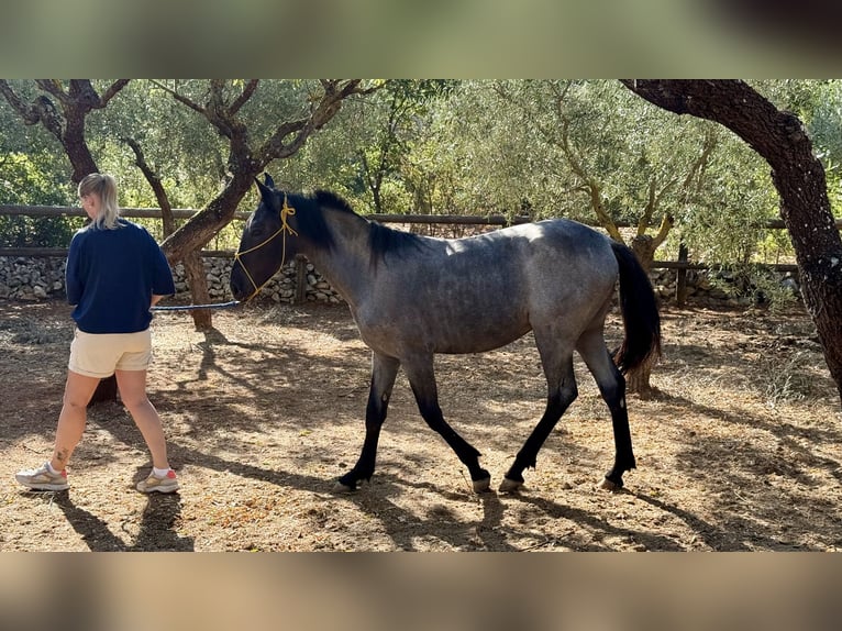 Murgese/caballo de las Murgues Yegua 2 años Ruano azulado in Martina Franca