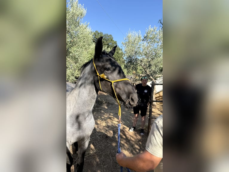 Murgese/caballo de las Murgues Yegua 2 años Ruano azulado in Martina Franca