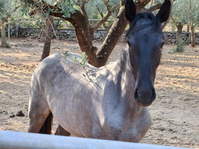 Murgese/caballo de las Murgues Yegua 2 años Ruano azulado in Martina Franca