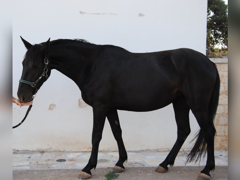 Murgese/caballo de las Murgues Yegua 3 años 155 cm Negro in Murgia