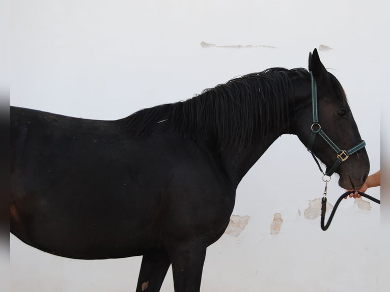 Murgese/caballo de las Murgues Yegua 3 años 155 cm Negro in Murgia