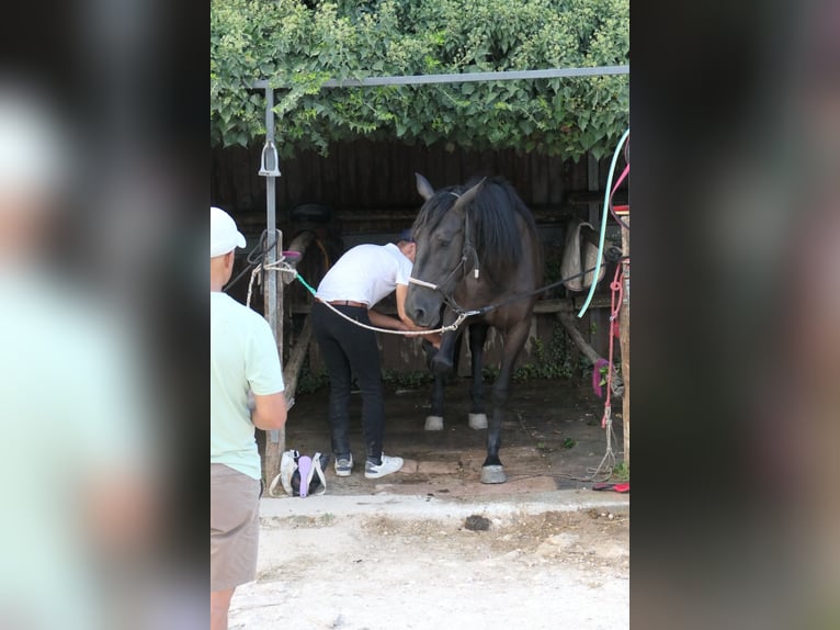Murgese/caballo de las Murgues Yegua 4 años 160 cm Negro in Martina Franca
