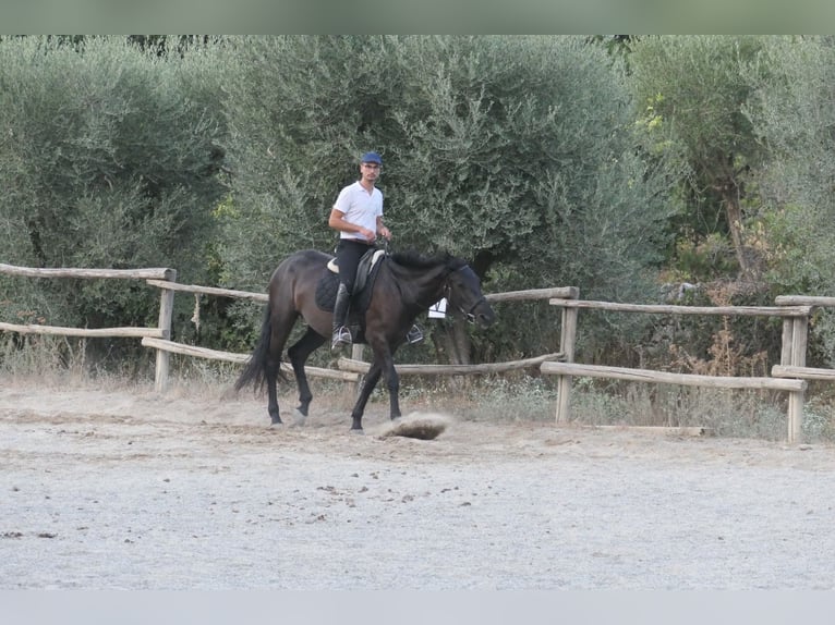 Murgese/caballo de las Murgues Yegua 4 años 160 cm Negro in Martina Franca