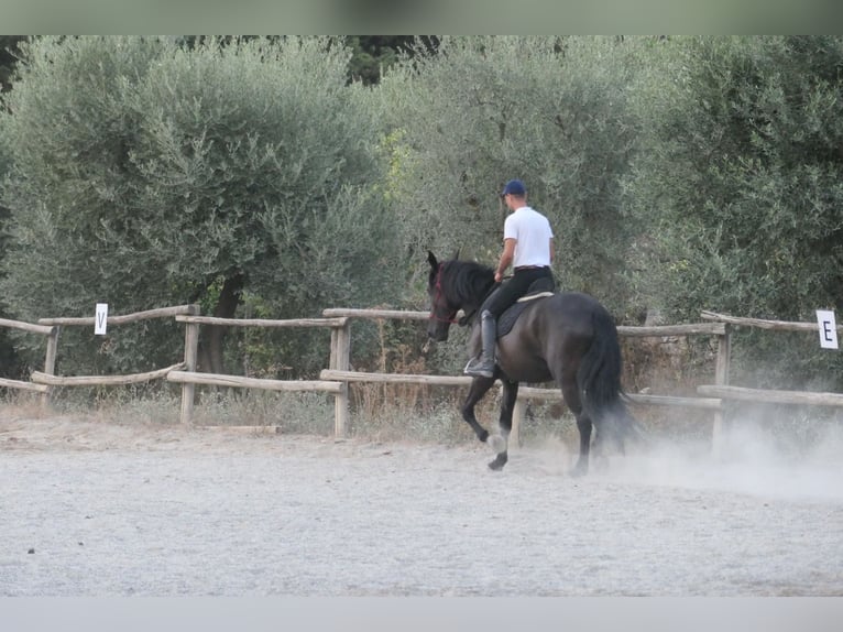 Murgese/caballo de las Murgues Yegua 4 años 160 cm Negro in Martina Franca