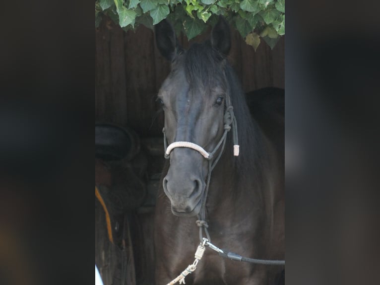 Murgese/caballo de las Murgues Yegua 4 años 160 cm Negro in Martina Franca