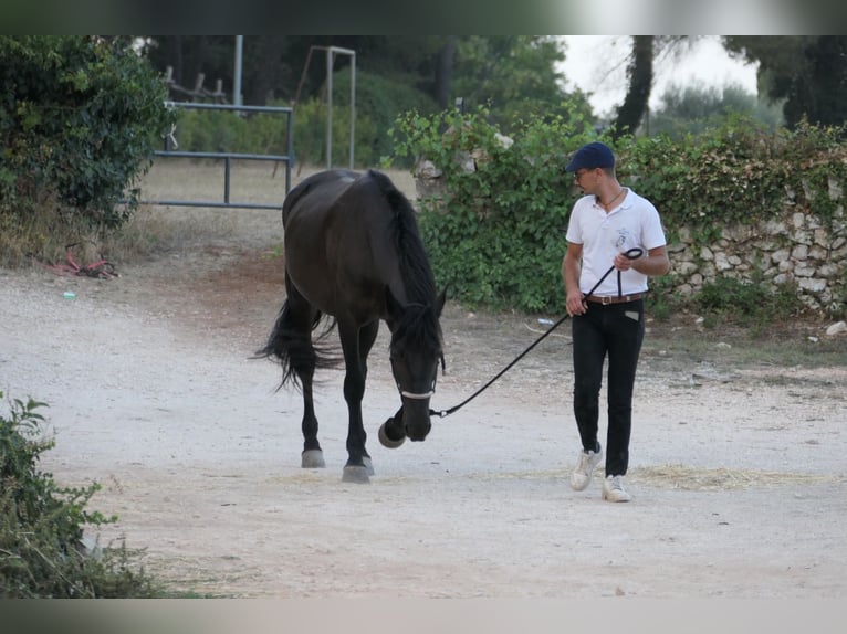 Murgese/caballo de las Murgues Yegua 4 años 160 cm Negro in Martina Franca