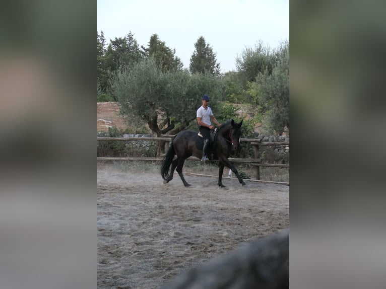 Murgese/caballo de las Murgues Yegua 4 años 160 cm Negro in Martina Franca
