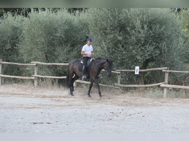 Murgese/caballo de las Murgues Yegua 4 años 160 cm Negro in Martina Franca