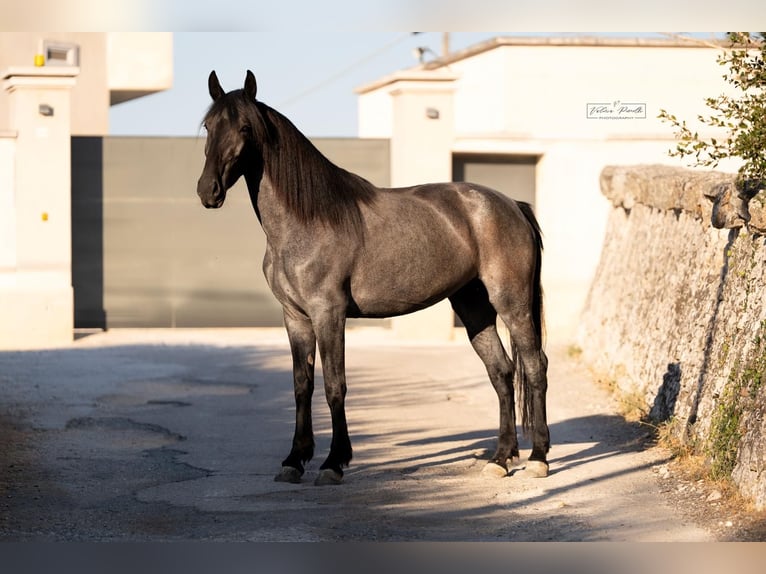 Murgese/caballo de las Murgues Yegua 4 años 162 cm  in Martina Franca