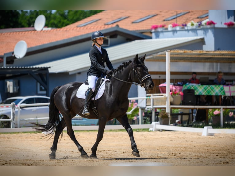 Murgese/caballo de las Murgues Yegua 5 años 165 cm Negro in Vinkuran
