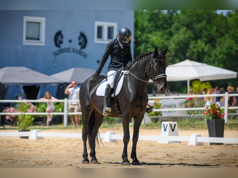 Murgese/caballo de las Murgues Yegua 5 años 165 cm Negro in Vinkuran