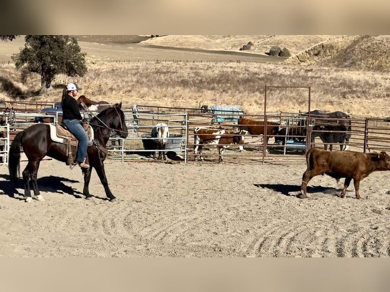 Mustang (american) Gelding 10 years 14,2 hh Black in Bitterwater CA