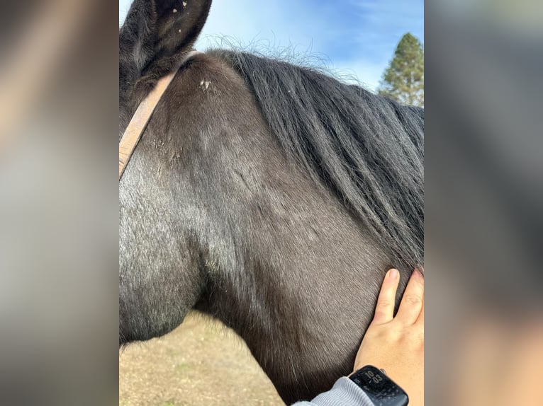 Mustang (american) Gelding 10 years 14,2 hh Black in Bitterwater CA