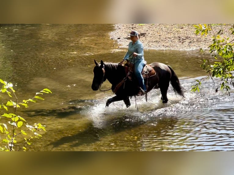 Mustang (american) Gelding 10 years 14,2 hh Black in Bitterwater CA