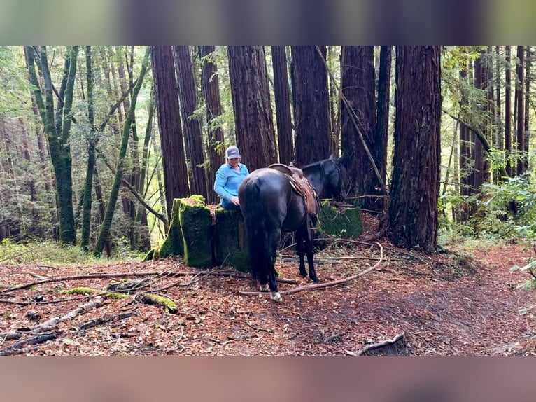 Mustang (american) Gelding 10 years 14,2 hh Black in Bitterwater CA