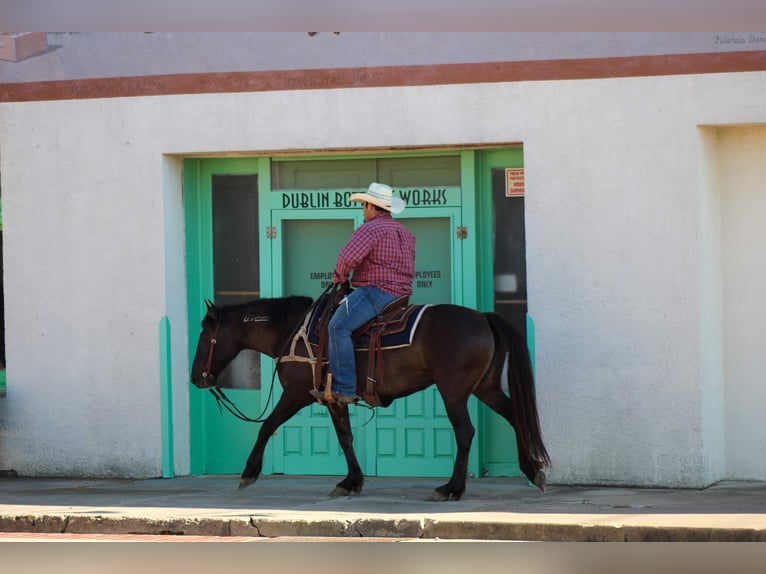 Mustang (american) Gelding 10 years 14 hh Grullo in Stephenville TX