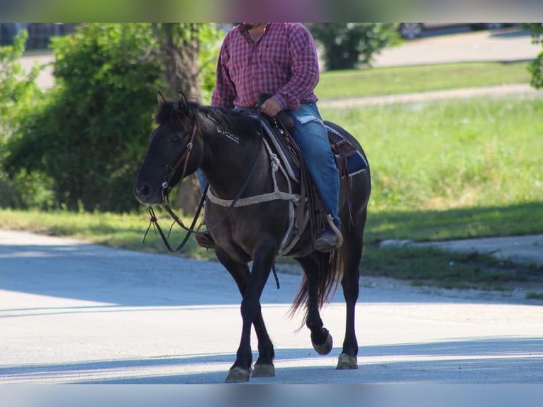 Mustang (american) Gelding 10 years 14 hh Grullo in Stephenville TX