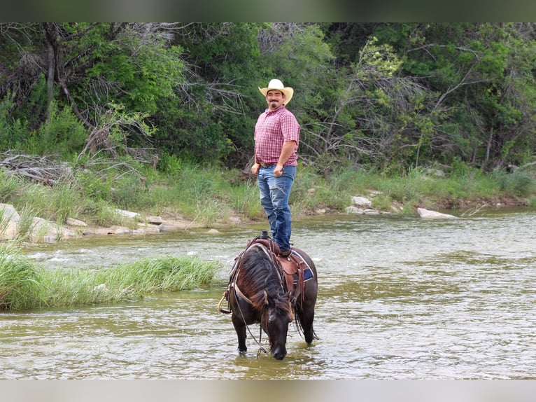 Mustang (american) Gelding 10 years 14 hh Grullo in Stephenville TX