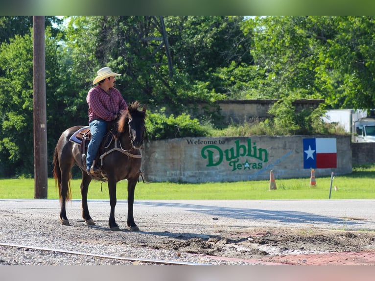 Mustang (american) Gelding 10 years 14 hh Grullo in Stephenville TX