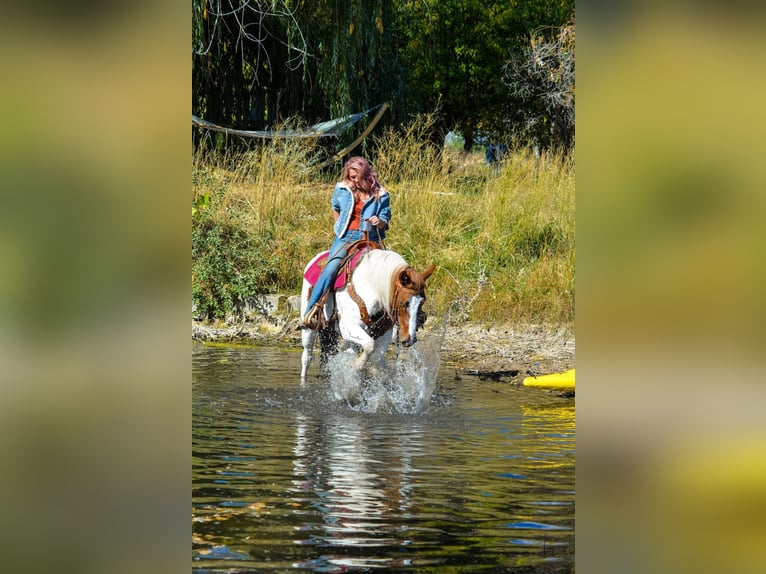 Mustang (american) Gelding 10 years 15 hh Chestnut in Fort Collins, CO