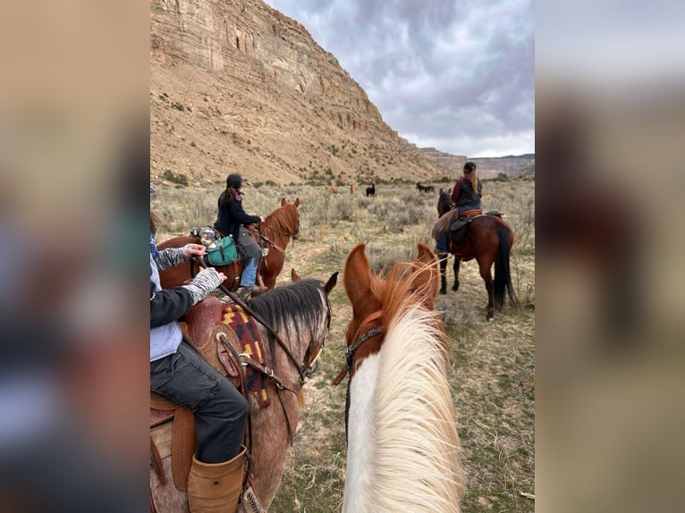 Mustang (american) Gelding 10 years 15 hh Chestnut in Fort Collins, CO